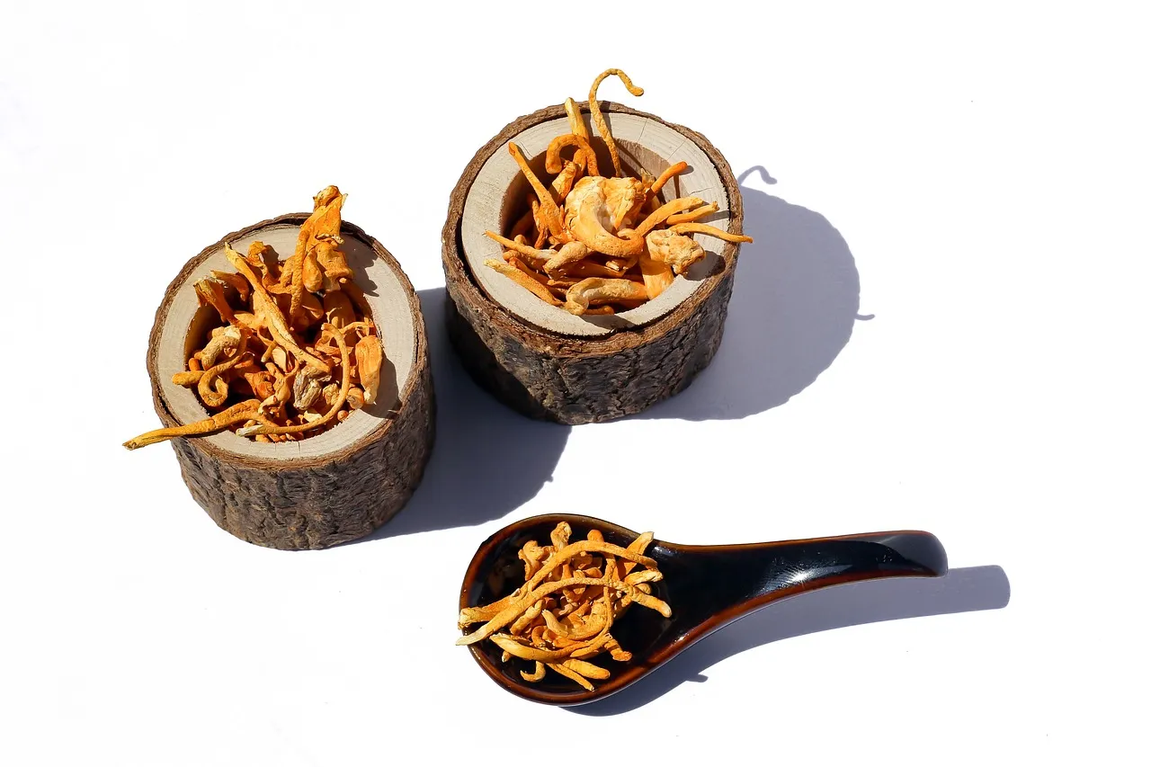 Cordyceps : quels sont ses bienfaits à l’organisme ?