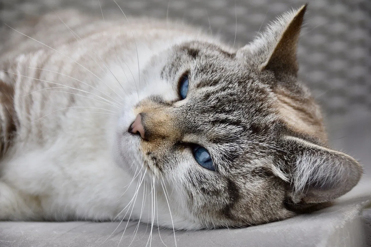Dosage Alimentaire: Combien Votre Chat Doit-il Réellement Manger ?