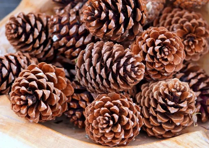 Une recette de désodorisant à base d’huiles essentielles au parfum de pin