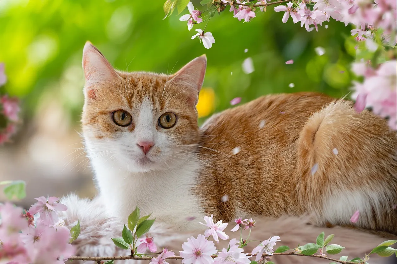Votre chat a-t-il besoin d’un bain ? Conseils de toilettage pour les femmes possédant des chats
