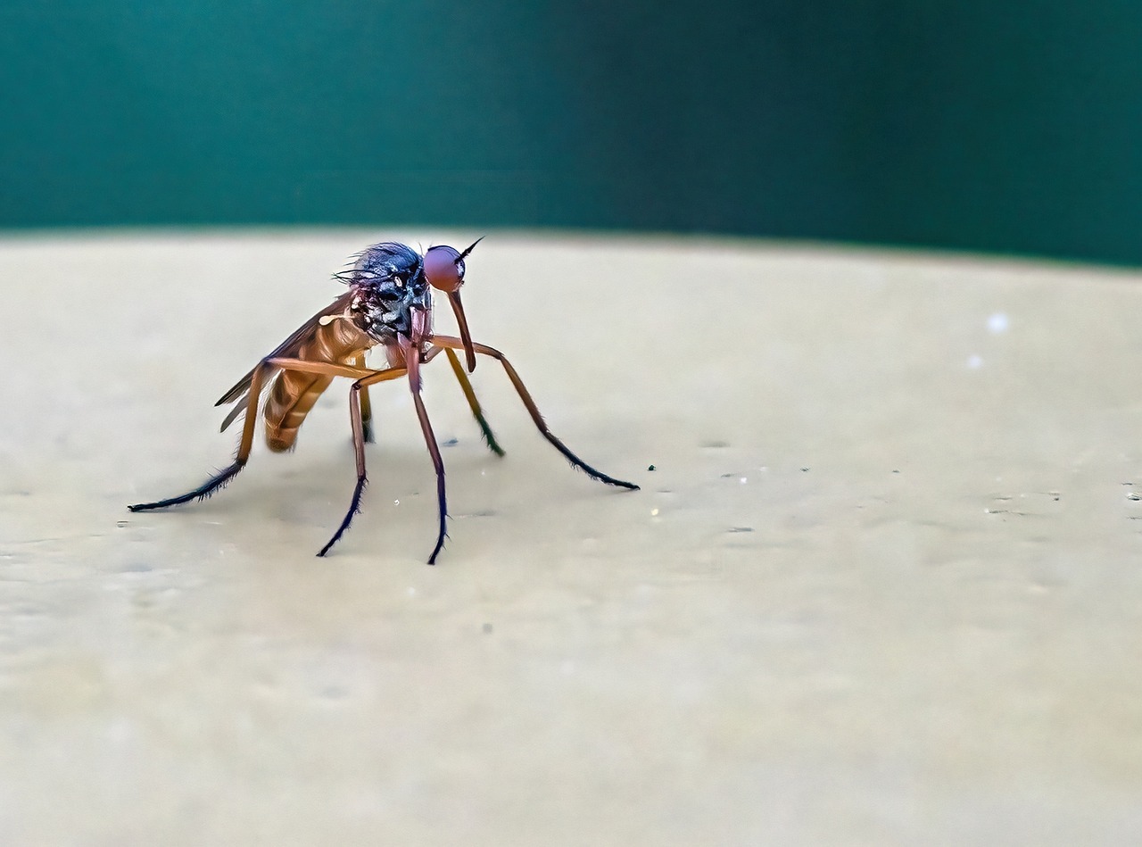 Comment se débarrasser des moustiques ?