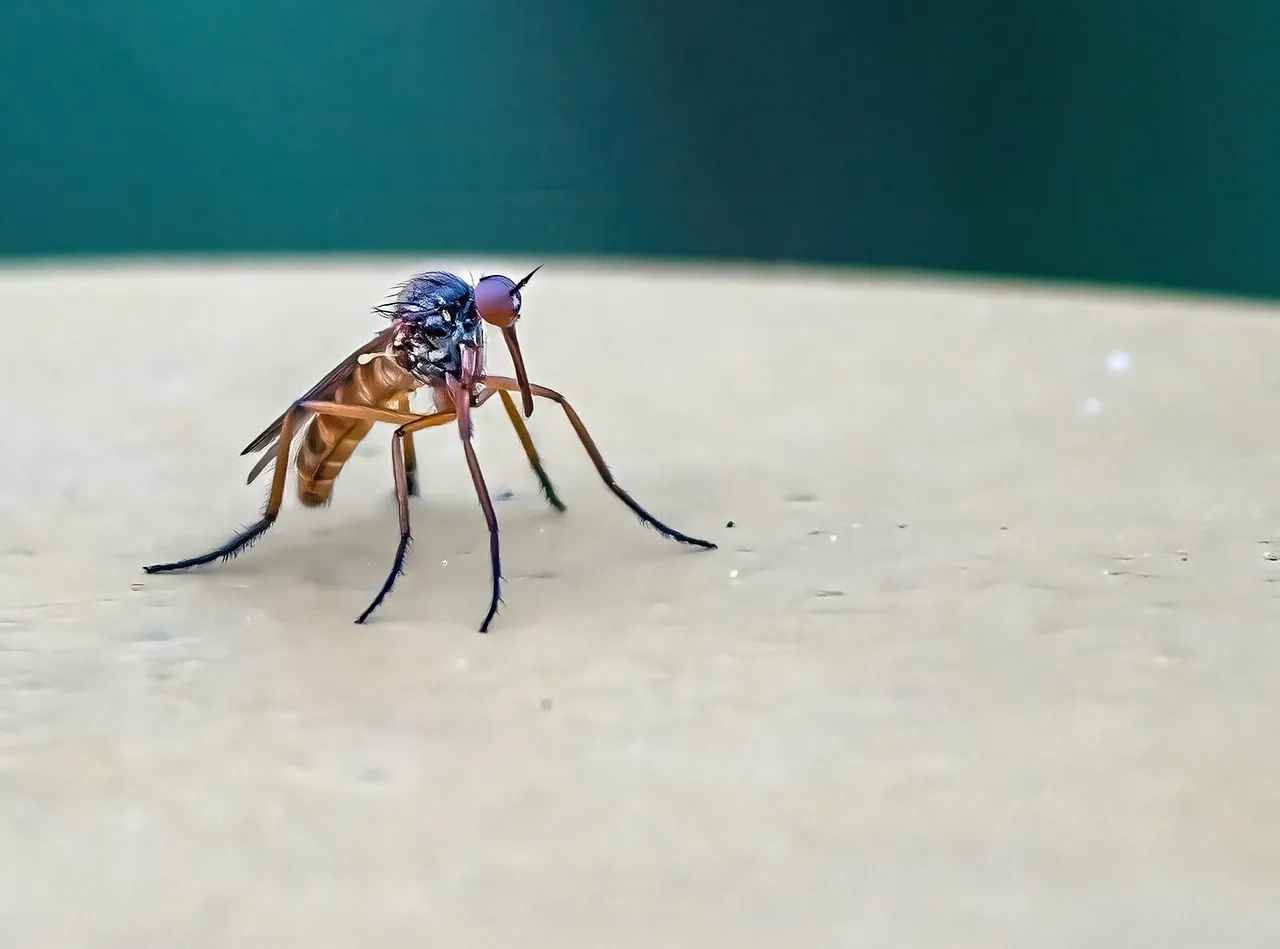 Comment se débarrasser des moustiques ?