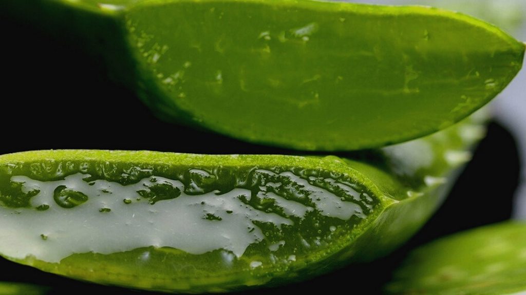 plante aloe vera
